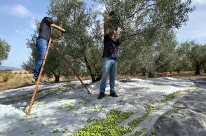 Μάζεμα ελιάς