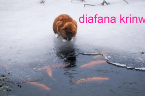 © ta ekana thalassa