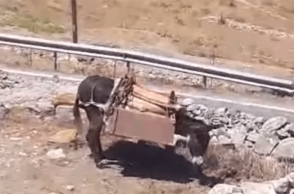 Αμοργός / Κακοποίηση ζώου 