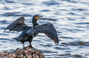 Κορμοράνος