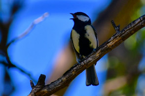 Πουλί - Ναύπλιο
