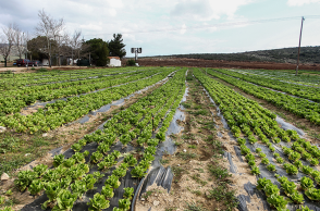 Αγρότες - Χωράφι 
