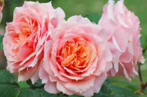 Εορτολόγιο: Σήμερα 17 Οκτωβρίου γιορτάζει…