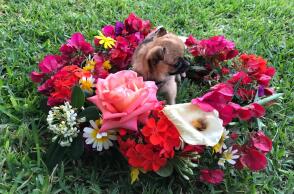 Αιθέρια έλαια και ζώα συντροφιάς: Οι κίνδυνοι για σκύλους και γάτες - Ποια είναι επιβλαβή - Τι χρειάζεται να γνωρίζουμε