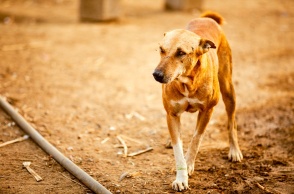 Αδέσποτος σκύλος