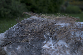 Κατερίνα Κατσιφαράκη, Ακούμπισμα (πάνω στην πέτρα)