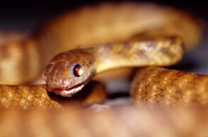 Καφέ δεντρόφιδο