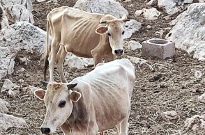 Αποστεωμένες αγελάδες στη Θεσπρωτία