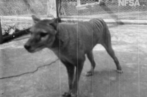 Thylacine - Τίγρη της Τασμανίας