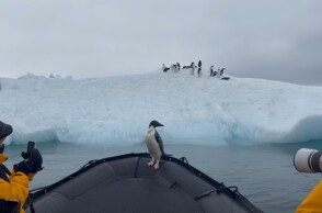 Πιγκουίνος στην πλώρη βάρκας και δίπλα του φωτογράφοι που τον καταγράφουν