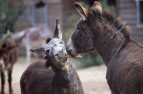 Στη Γαϊδουροχώρα