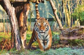 tiger-4114501_1280