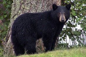 vfetr3fg_black-bear-generic_625x300_12_august_19