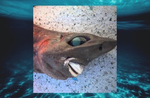 Απόκοσμης όψης καρχαρίας βρέθηκε στα νερά της Αυστραλίας – Διαφωνούν ειδικοί και χρήστες των κοινωνικών δικτύων για το είδος στο οποίο ανήκει.