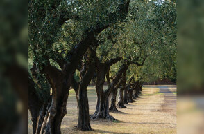 Δέντρα ελιές