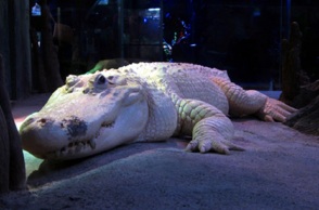 Αλμπίνο Αλιγάτορας