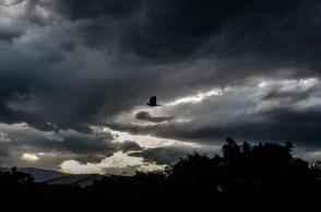 Μαύρα σύννεφα και ένα πουλάκι που πετά τον ορίζοντα