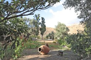 «Μια βραδιά κάτω απ΄ την ελιά» 