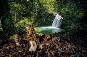 Ανακοινώθηκαν τα βραβεία Wildlife Photographer of the Year, του Μουσείου Φυσικής Ιστορίας του Λονδίνου - Διακρίθηκε ο Έλληνας φωτογράφος Αγοραστός Παπατσάνης.
