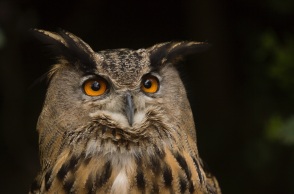 Ο μπούφος της ελληνικής υπαίθρου ίσως κρύβει τη λύση στο μεγάλο πρόβλημα που αντιμετωπίζουν οι αγρότες της Θεσσαλίας, λόγω του μεγάλου πληθυσμού τρωκτικών. 