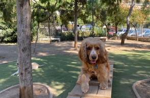 Ο Φρίξος στο Πάρκο σκύλων στην Πλατεία Οβρένοβιτς 