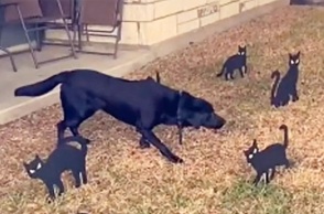 Halloween 2022: Ένα λαμπραντόρ ριτρίβερ έγινε viral στο TikTok με την απρόσμενη αντίδρασή του μπροστά σε μια παρέα από μαύρες γάτες.