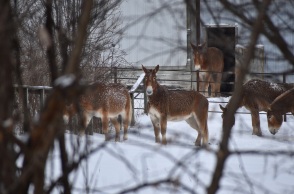 28η Οκτωβρίου: Μουλάρια και άλογα, τα «ζώα του πολέμου» που επιστρατεύτηκαν το 1940 από την Κρήτη μαζί με τους άνδρες οι οποίοι έφυγαν για τη μάχη