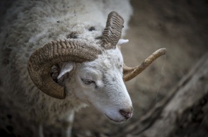 Κρήτη: Σοβαρός τραυματισμός 8χρονου που δέχθηκε επίθεση από κριάρι - Χτύπησε στον αυχένα και νοσηλεύεται εκτός κινδύνου στο ΠΑΓΝΗ.