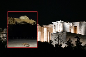 Μια αλεπού έκανε βόλτες στον πεζόδρομο της Διονυσίου Αεροπαγίτου, κάτω από την Ακρόπολη - Χρήστης του TikTok κατέγραψε τη σκηνή σε βίντεο.