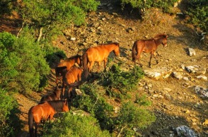 Άγρια άλογα στο Αγρίνιο 