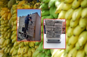 Κοντέινερ με μπανάνες προερχόμενο από την Κόστα Ρίκα, με προορισμό την Κροατία, έκρυβε 16 κιλά κοκαΐνης - Εντοπίστηκε μετά από επιχείρηση της ΑΑΔΕ.