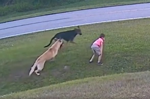 Ένα εξάχρονο αγόρι από τη Φλόριντα κινδύνευσε σοβαρά όταν δέχτηκε επίθεση από τον σκύλο ενός γείτονα - Η ηρωική παρέμβαση του Τανκ έγινε viral.