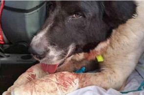 Τραυματισμένος σοβαρά σκύλος μετά την κακοποίηση από τον ιδιοκτήτη του