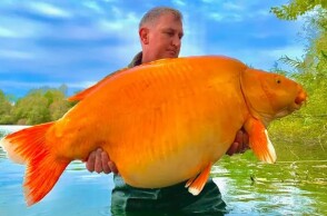 Ο 42χρονος ψαράς κρατά χρυσόψαρο που έπιασε σε λίμνη της Γαλλίας