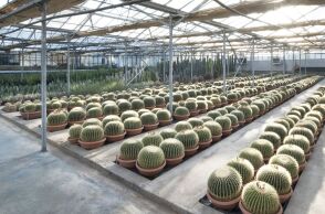 Θερμοκήπιο Πουλημένος