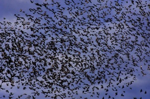 Εύβοια - Αργολίδα: Σπάνιο θέαμα αντίκρισαν οδηγοί και περαστικοί - Ψαρόνια κάλυψαν μαζικά τον ουρανό - Το σκηνικό θύμισε «Τα Πουλιά» του Άλφρεντ Χίτσκοκ.