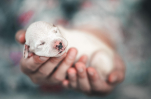 Νεογέννητο κουτάβι