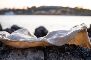 ileana_arnaoutou___ismene_king__tender_shell_geophilia__detail__art_prize_2022_2_