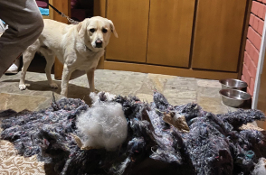 Σκύλος στο ορεινό Καταφύγιο Αγράφων