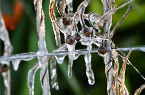 Παγωμένο λουλούδι λόγω χαμηλής θερμοκρασίας