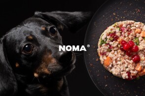 Σκύλος με τροφή ΝΟΜΑ