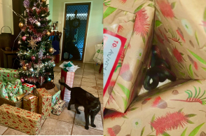 Γάτα μετέφερε φίδι κάτω από χριστουγεννιάτικο δέντρο