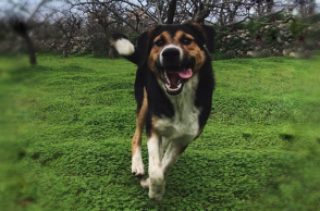 Σκύλος που τρέχει