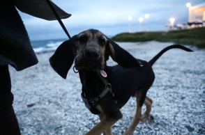 Πάτρα: Σύλληψη και πρόστιμο 30.000 ευρώ σε άνδρα για κακοποίηση σκύλου - Tον είχε δέσει με αλυσίδα και τον έσερνε με το αυτοκίνητό του.