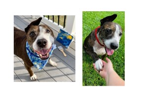 Σκύλος υιοθετήθηκε χάρη στις ζωγραφικές του ικανότητες - Σώθηκε από ρινγκ κυνομαχιών, έχασε το ένα του αυτί, μα όχι το κουράγιο του ο φιλότεχνος Βαν Γκογκ