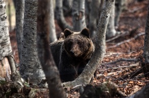 Αρκτούρος: Ο καλός καιρός δεν απέτρεψε τις αρκούδες να βυθιστούν σε χειμέριο λήθαργο - Το Κέντρο Προστασίας κλείνει για τους επισκέπτες ως τον Μάρτιο.