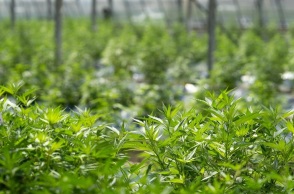 Εγκαίνια για το μεγαλύτερο ευρωπαϊκό εργοστάσιο φαρμακευτικής κάνναβης στην Κόρινθο