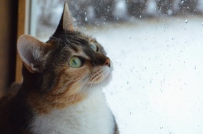 Ο καιρός σήμερα, Κυριακή 29 Ιανουαρίου: Παροδικές βροχές σε αρκετές περιοχές, πτώση θερμοκρασίας και χιονοπτώσεις - Η πρόγνωση του Εθνικού Αστεροσκοπείου.