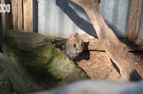 Δασύουρος στην Αυστραλία