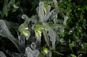 Κλαδιά με παγετό